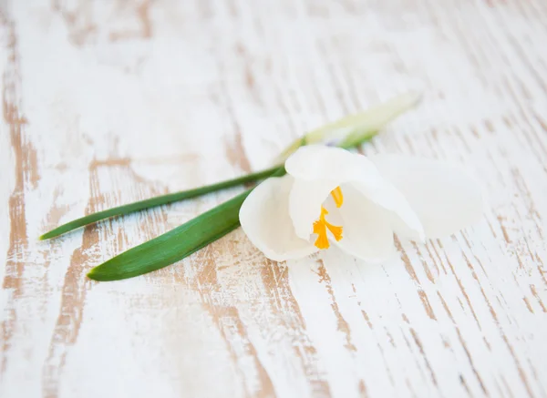 Flor de primavera — Fotografia de Stock