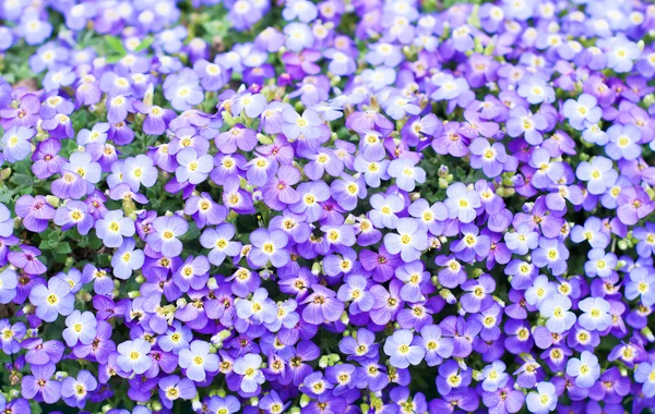 Våren Blom — Stockfoto
