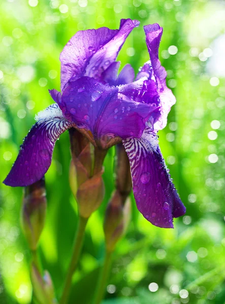 Vackra iris — Stockfoto