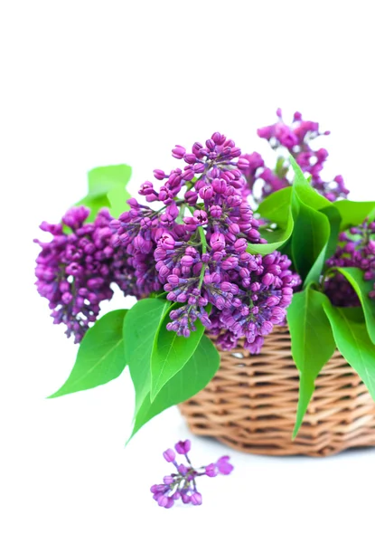 Bouquet of a lilac — Stock Photo, Image