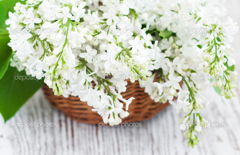 Bouquet of a white lilac — Stock Photo © ls992007 #25507463