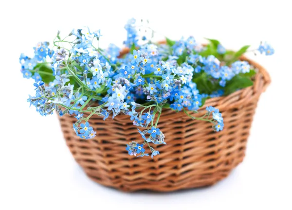 Bukiet kwiatów forget-me-nots — Zdjęcie stockowe