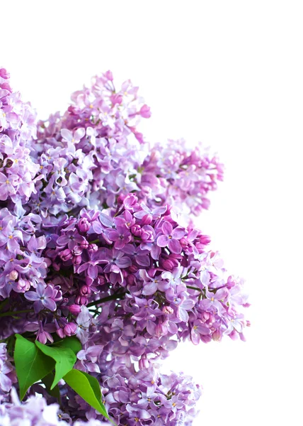 Bouquet of a lilac — Stock Photo, Image