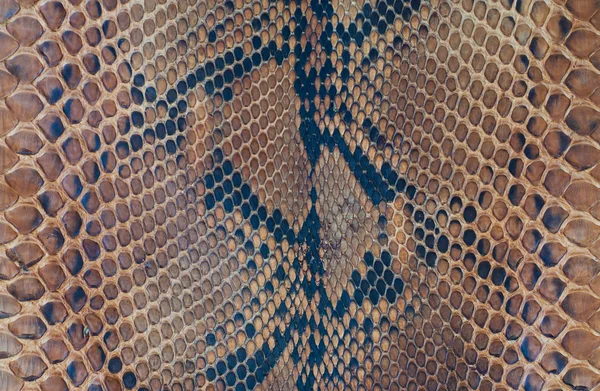 Snake skin — Stock Photo, Image