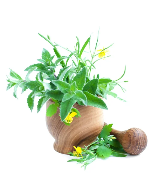 Herb ile harç — Stok fotoğraf