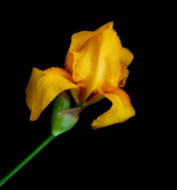 sikke üzerinde beyaz backgro gülümseme oluşur