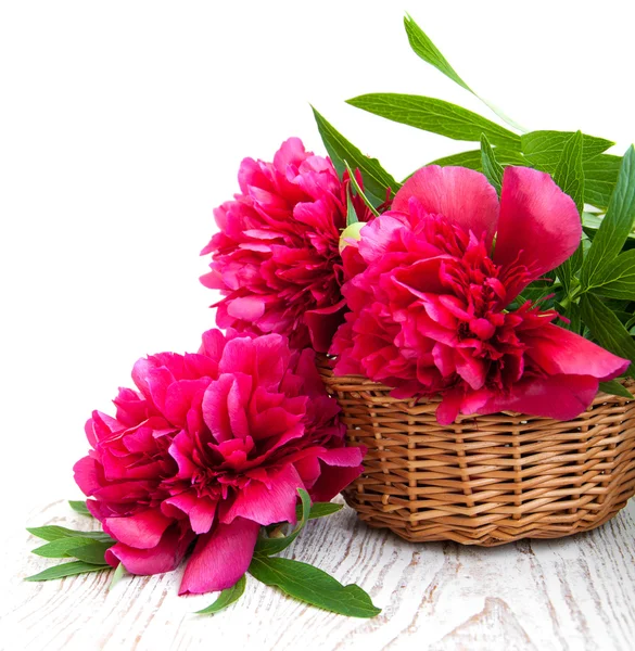 Bloeiende roze pioen met een blad — Stockfoto