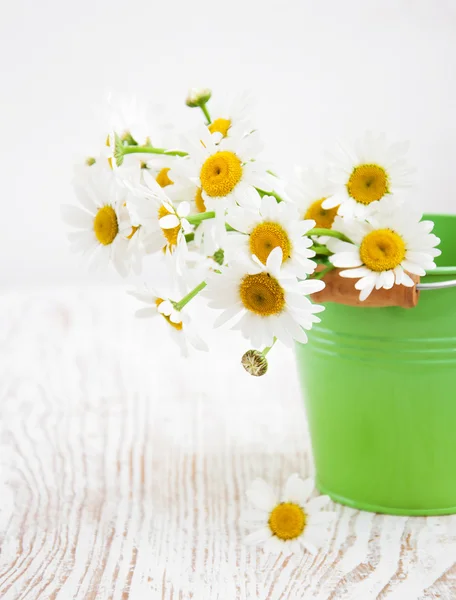 Fiori di margherita — Foto Stock