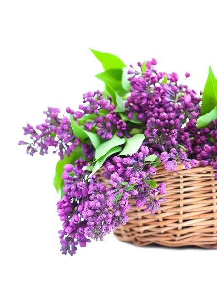 Bouquet of a lilac — Stock Photo, Image