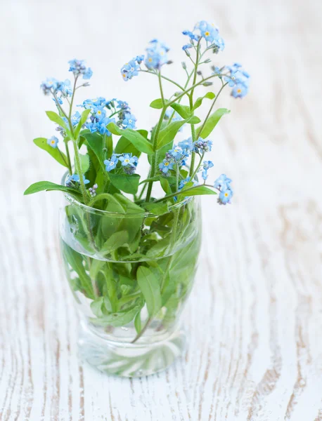 Un montón de flores que no me olvidan. —  Fotos de Stock