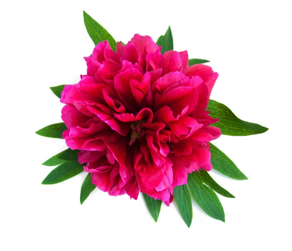 Blossoming pink peony with a leaf — Stock Photo, Image