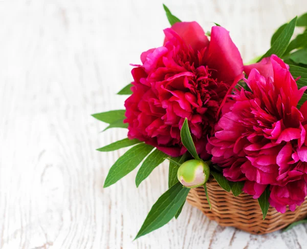 Hermoso ramo de peonía rosa — Foto de Stock