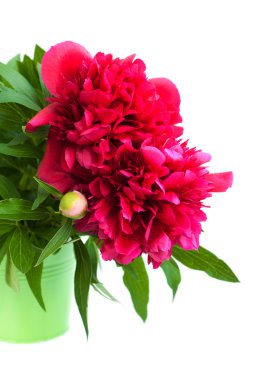 bir yaprak çiçek pembe Şakayık