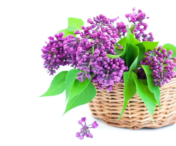 Bouquet of a lilac — Stock Photo, Image