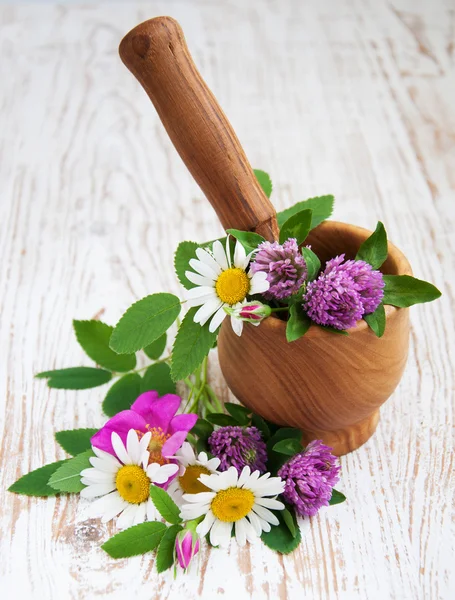 Wild Flowers Daisies and Clover — Stock Photo, Image