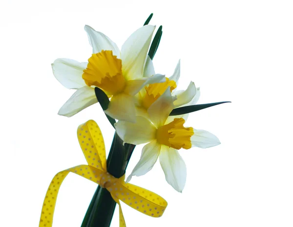 Daffodils — Stock Photo, Image