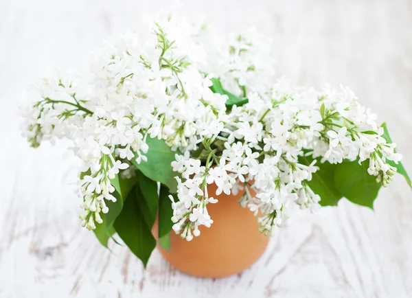 Ramo de una lila blanca — Foto de Stock