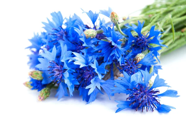 Cornflowers — 스톡 사진