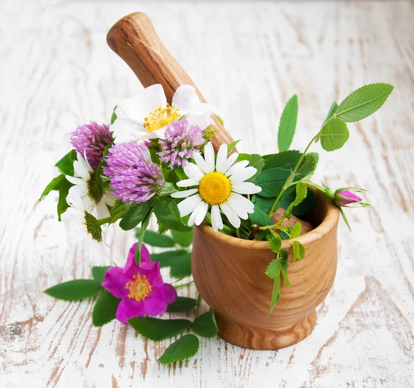 Flores y hierbas silvestres — Foto de Stock