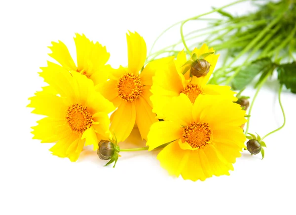 Sarı kozmos çiçekleri — Stok fotoğraf