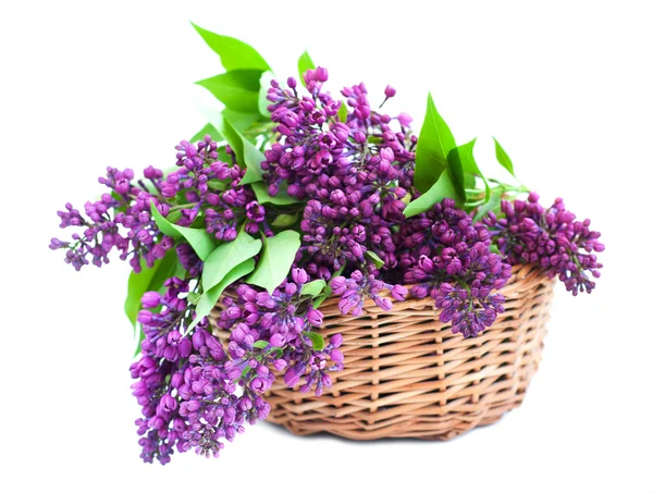 Bouquet of a lilac — Stock Photo, Image