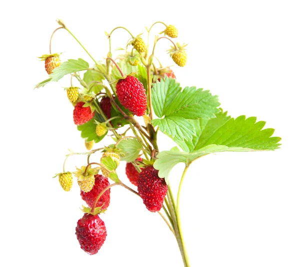 Fragola selvatica — Foto Stock