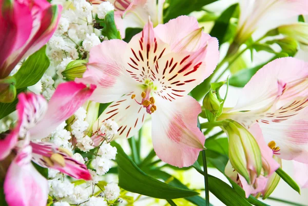 Bouquet of alstroemeria flowers — Stock Photo, Image