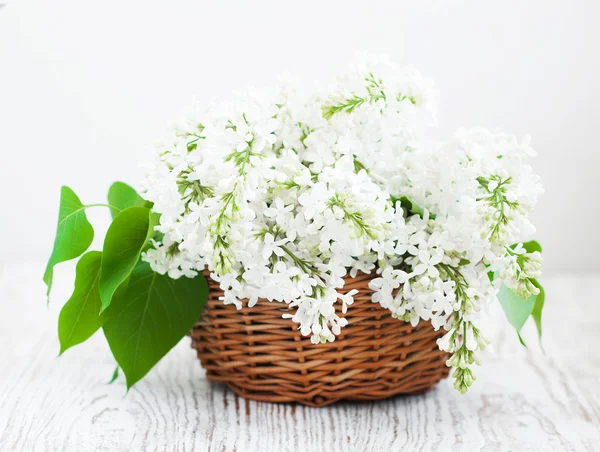 Bouquet of a white lilac — Stock Photo, Image