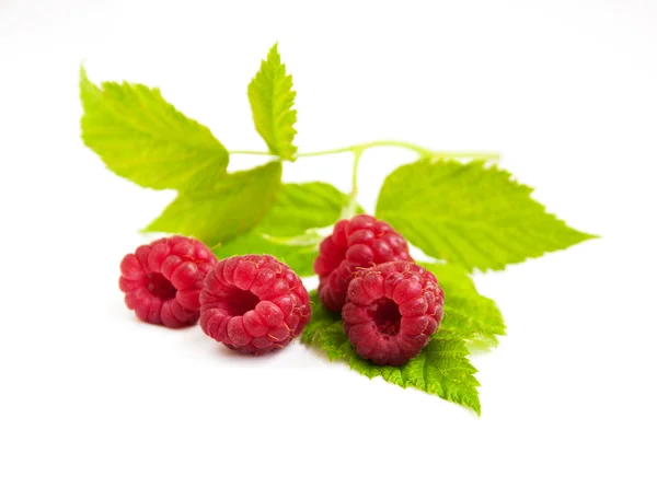 Fresh raspberries — Stock Photo, Image