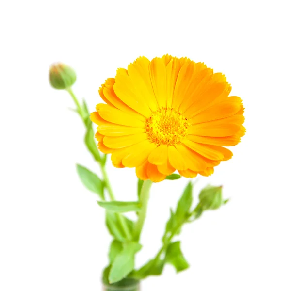 Flores de caléndula — Foto de Stock