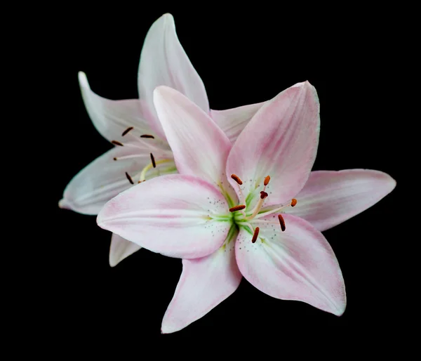 Lilies On Black — Stock Photo, Image