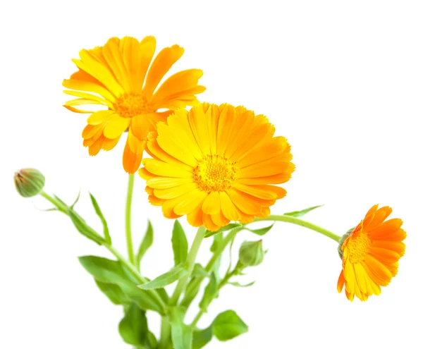 Calendula çiçekler — Stok fotoğraf