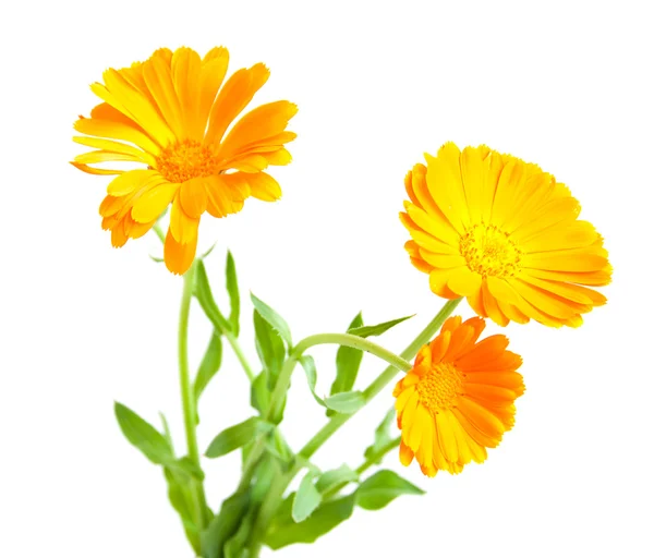 Calendula virág — Stock Fotó