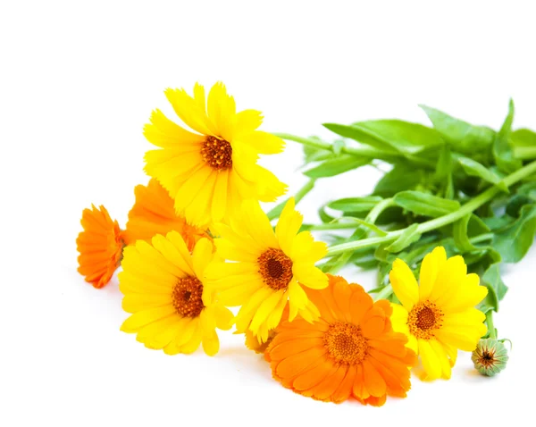 Calendula — Stock Photo, Image