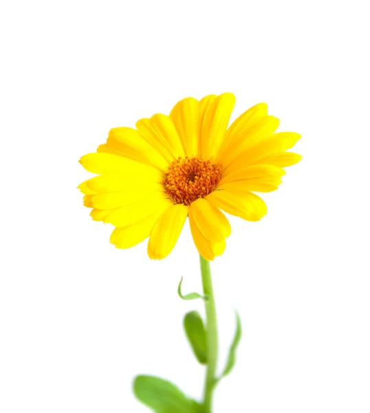 Calendula virág — Stock Fotó