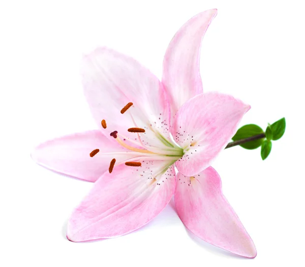 Розовая Лили — стоковое фото