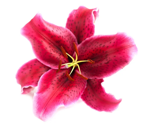 Lily rosa — Fotografia de Stock
