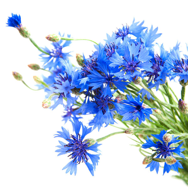 Cornflower