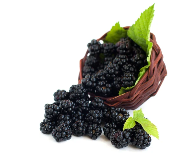 Korb voller Brombeeren — Stockfoto