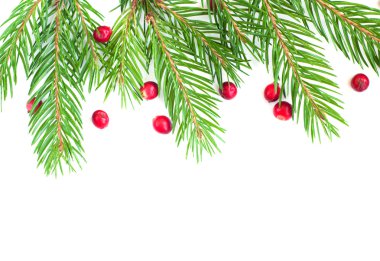 çam ağacı ve holly çerçeve