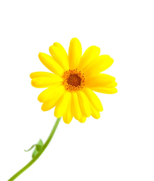 Calendula flowers — Stock Photo, Image