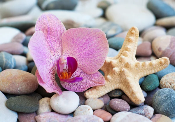 Stranden stenar — Stockfoto