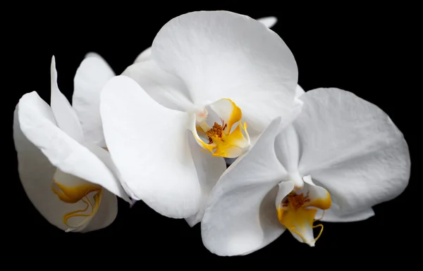 White orchids — Stock Photo, Image