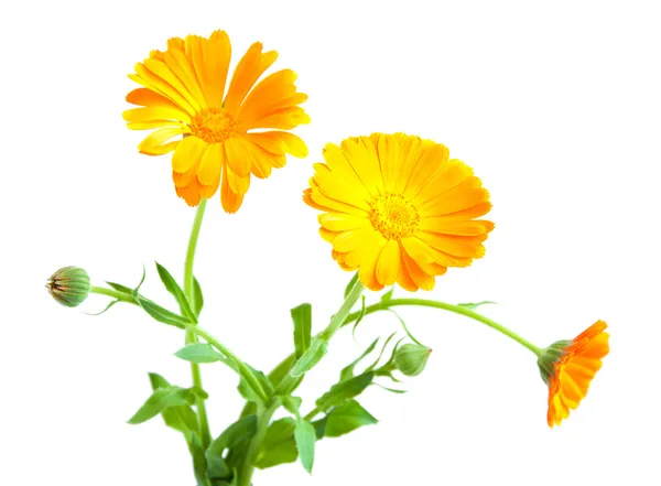 Calendula virág — Stock Fotó