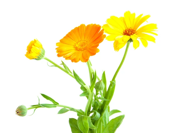 Calendula flowers — Stock Photo, Image