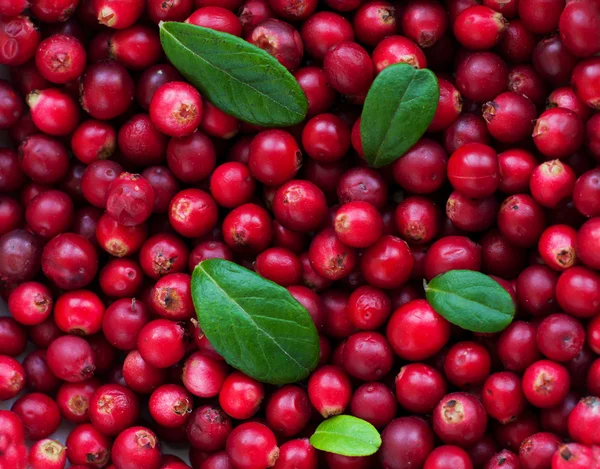 Achtergrond van cranberry — Stockfoto