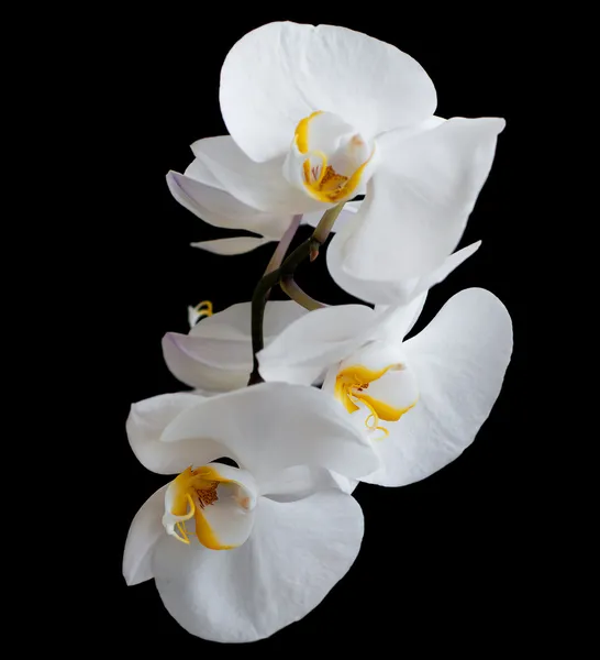 Bílé orchideje — Stock fotografie