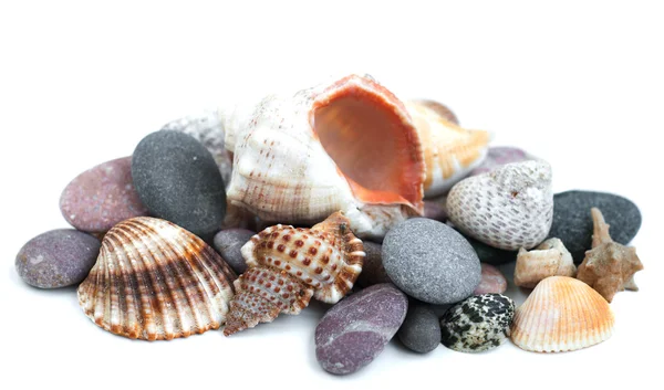 Liten hög av havet stenar och beige cockleshell — Stockfoto