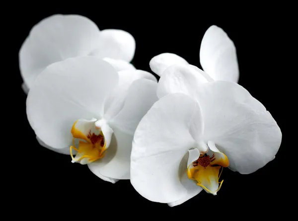 Orquídeas brancas — Fotografia de Stock