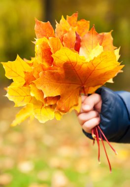 Sarı sonbahar yaprakları